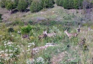 Deer 73 ac.