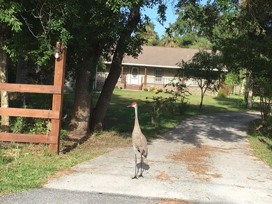 Local Wildlife