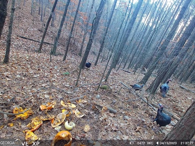 0 Husley Trail, See Remarks, GA 30114 - photo 4