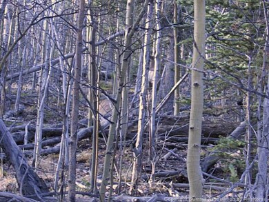 Land/Lot.