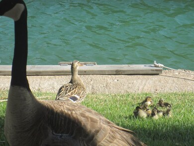 Baby duckies