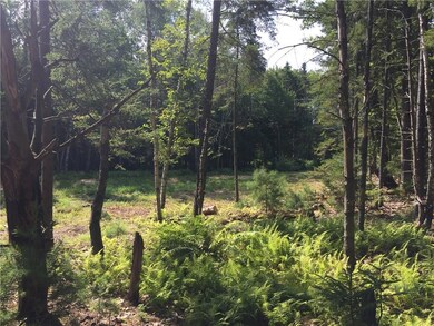 Beautiful, sunny woods!