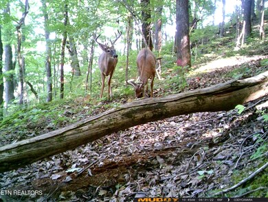 1803 Promiseland Rd, Blaine, TN 37709 - photo 4