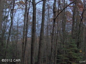 View - Blue Mt in background