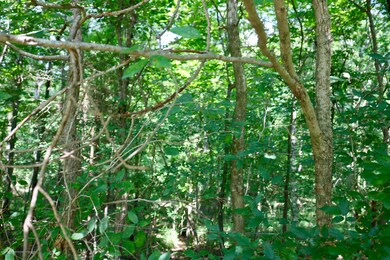 Land for sale, HERNANDO MS