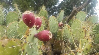 Lot 243 Blye Canyon -- unit 723, Peach Springs, AZ 86434 - photo 5