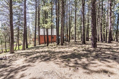 Ponderosa Pines