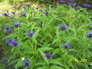 flowers3