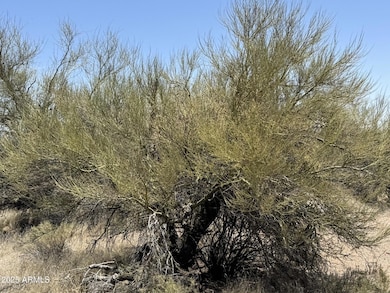 Desert Vegetation