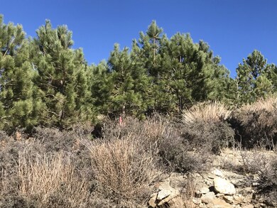 Ponderosa Pine regeneration