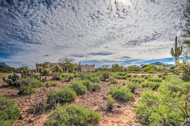 Front - Desert Vegetation
