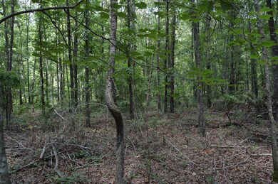 Lots of mature trees.