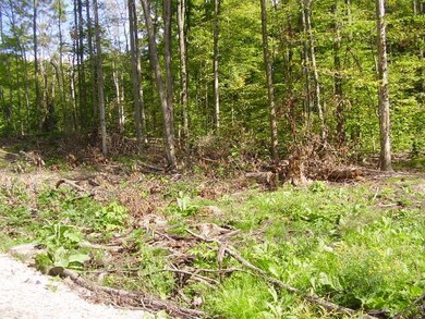 Woods - View #1