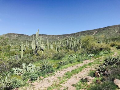 Saguaro Views