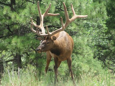 Pugh Lockett Ranches 16E 014