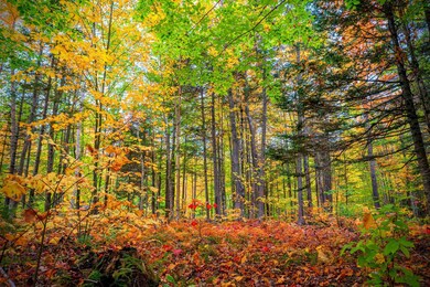 5 Imp Trail, Gorham, NH 03581 - photo 6