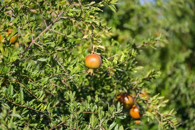 2024-08-11-Schuil-Farms-for-sale-Alpaugh