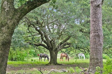 View from backyard of grazing horses