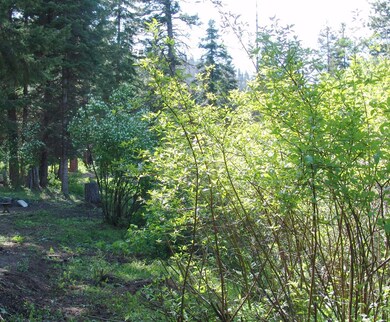Wooded Terrain