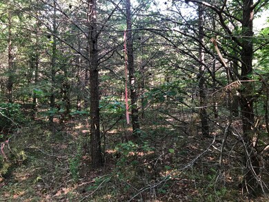 Brier Lane IMG_9976