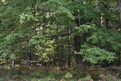 10452 N Woodbridge Ave, Bitely, MI 49309 - photo 3