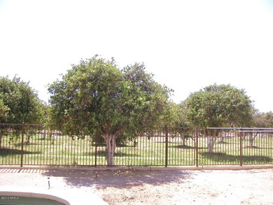 CITRUS ORCHARD
