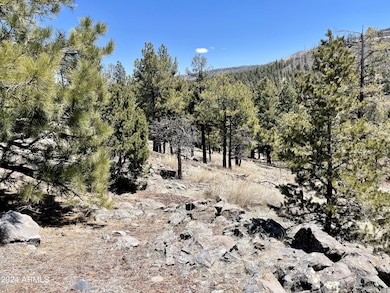 2 E County Road 1013 Rd unit 12, Greer, AZ 85927 - photo 5