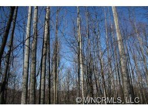 Tall Mature Trees