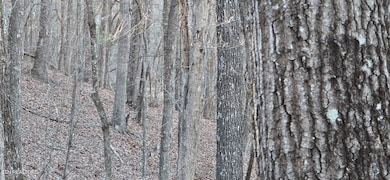 LARGE TREES