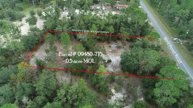 912 Bird Pond Rd, Steinhatchee, FL 32359 - photo 5
