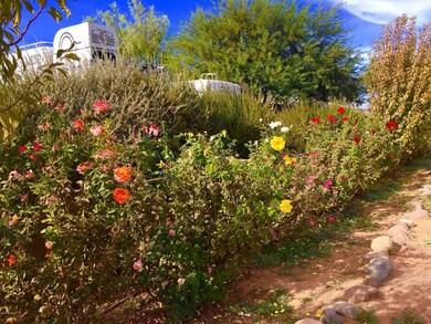 Rose lined drive