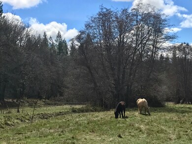 Horses grazing