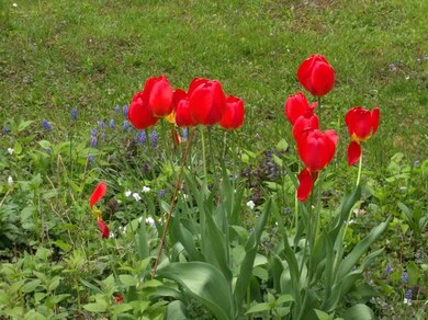 10 Adams Ct, Keene, NH 03431 - photo 4