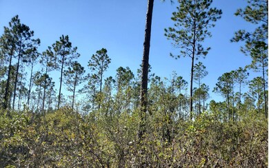 0 SW Prine Rd unit 121586, Lee, FL 32059 - photo 7