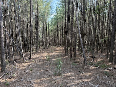 3415 Waynesboro Hwy, Hohenwald, TN 38462 - photo 2