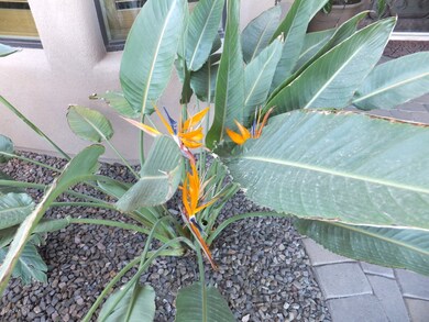 Bird of Paradise