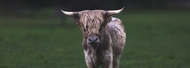 1020 Bison Ridge, Nashville, TN 37080 - photo 4