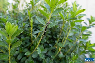 5308 Chestnut Ln, Earlysville, VA 22936 - photo 4