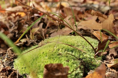 000 TBD Madison 3440, Kingston, AR 72742 - photo 7