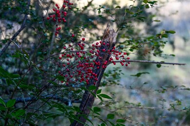 TBD Benton, Bonham, TX 75418 - photo 6