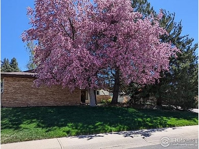 cherry tree in bloom