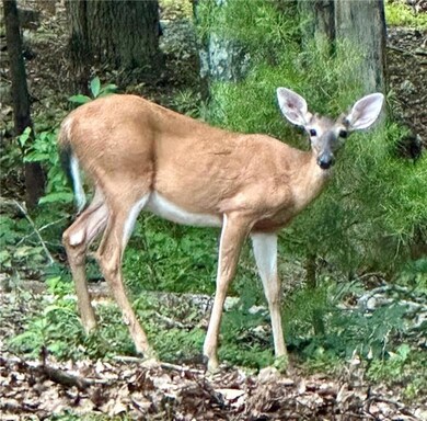Wildlife