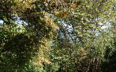 Additional View