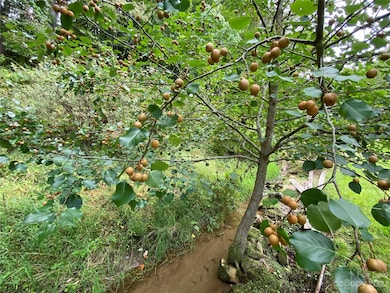 79 Hensley Branch Rd, Burnsville, NC 28714 - photo 5