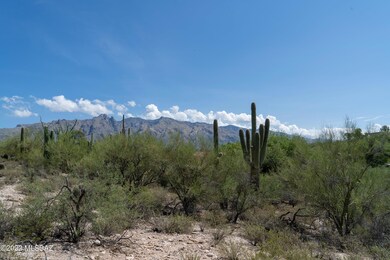 Lush Desert Vegetation