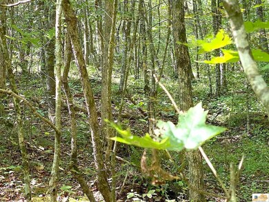 4.18 AC Cape Rd, Jamestown, KY 42629 - photo 5