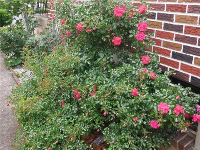 many colorful rose perennial bushes