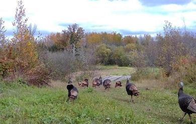 9166 Saralampi Rd, Meadowlands, MN 55765 - photo 4