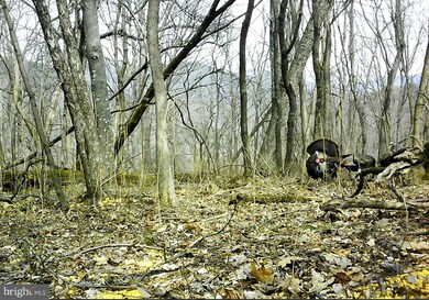 0 Off Cold Springs Rd unit VASH118084, Edinburg, VA 22824 - photo 6