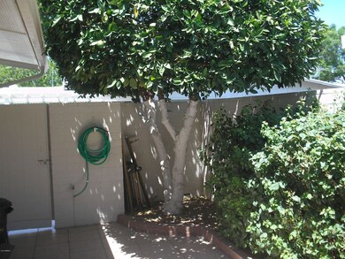 Lush Orange Tree